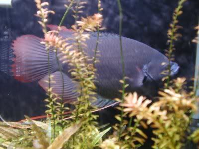 variedades gouramis /razas laberintidos/ JUAN LUIS Red_Giant_Gourami