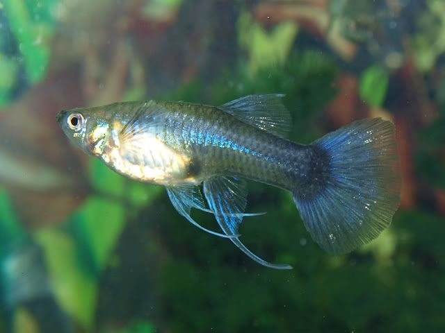 variedades guppys Ribbonazul