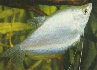 variedades gouramis /razas laberintidos/ JUAN LUIS Silvergourami1