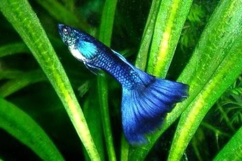 variedades guppys AzulMoscow