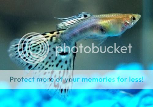 variedades guppys BlueGrass