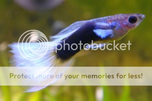 variedades guppys HalfBlackPastel