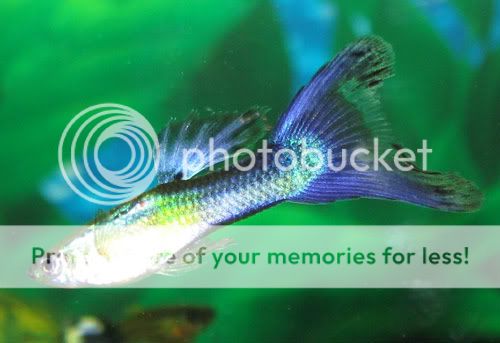 variedades guppys MachoNeonBlue