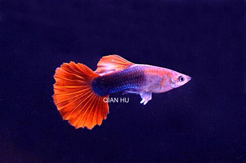 variedades guppys RedTuxedoGuppy