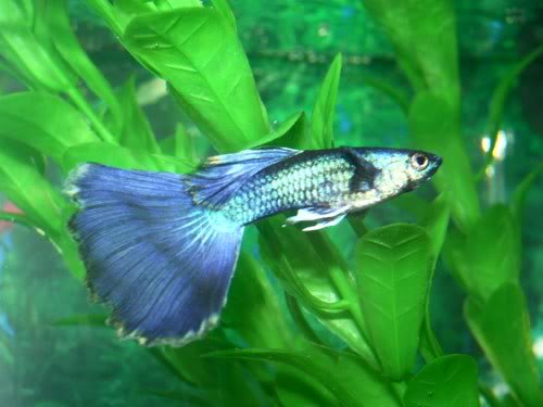 variedades guppys MachoFullBlue