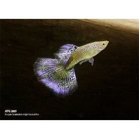 variedades guppys Purplefantacy