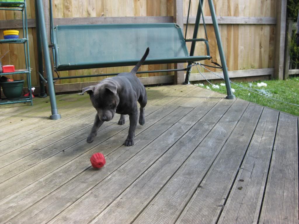 My Boy playing in the sun Today! (Pic Heavy) IMG_1581_zpsa7e81ce3