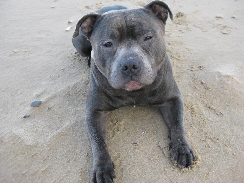 More Vinnie on the beach! (pic heavy)  IMG_4592_zps9af974f4