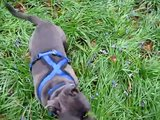 vinnie amongst the bluebells Th_MVI_0846_zps46e18596