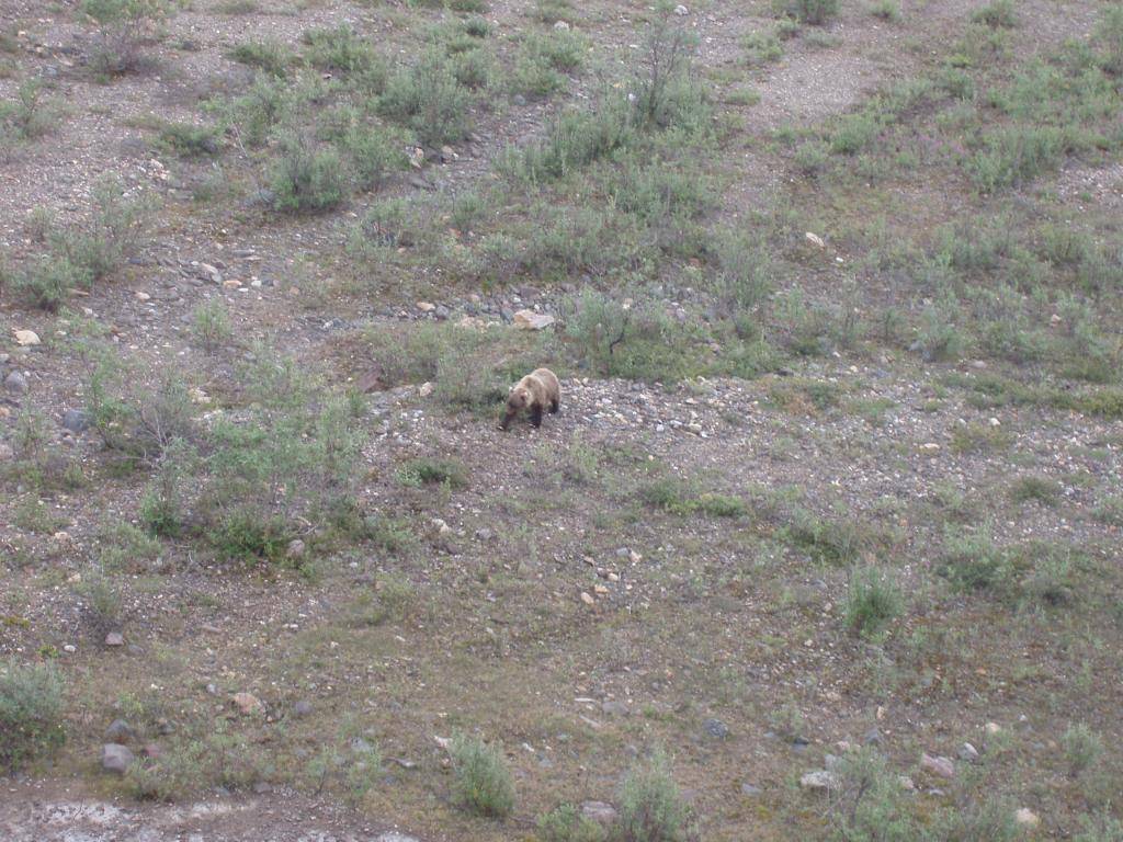 Landscape Photos TeklanikaRiverbedSoloHikeGrizzly2