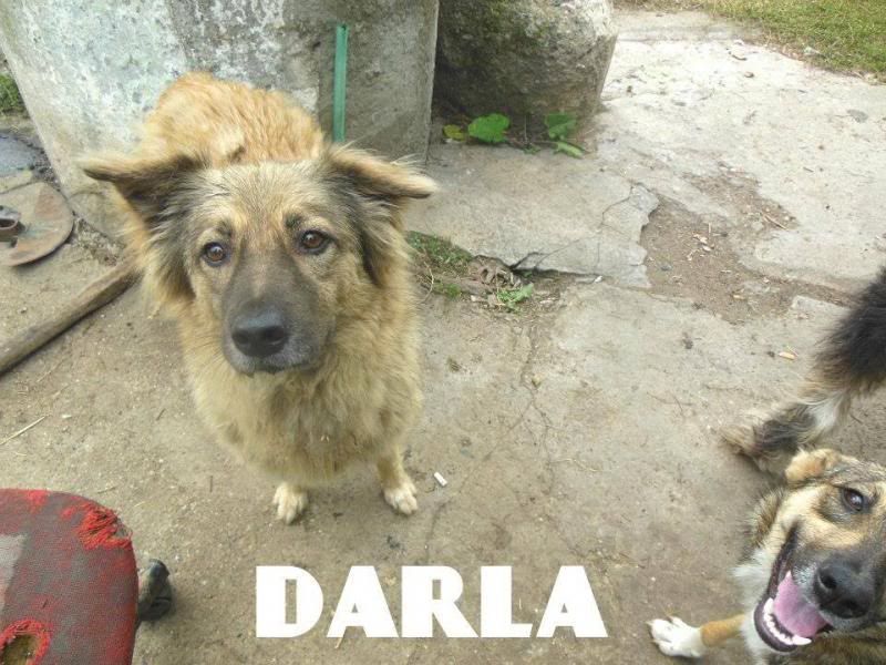 X Parrainage de Darla-CLOS- Darla