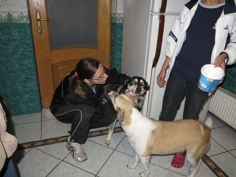 Rozica, chienne de 5 ans, très sociable, STERILISEE IMG_1180