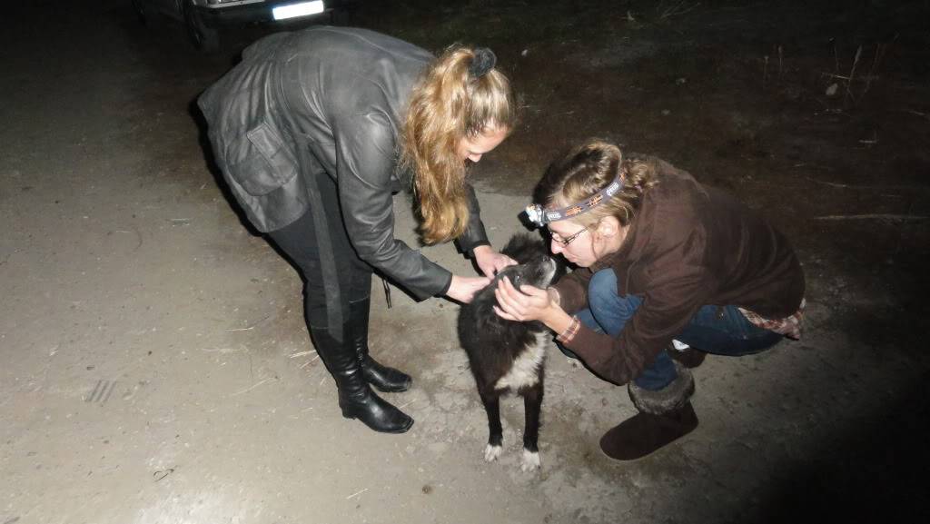 Spike, né en 2005, 7kg, très attaché à l'homme  DSC04251