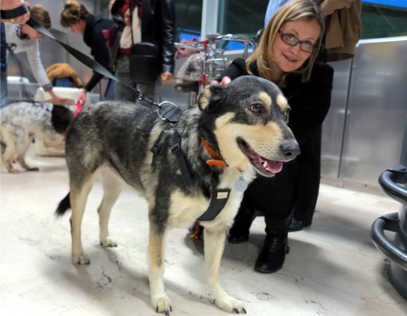 Rozica, chienne de 5 ans, très sociable, STERILISEE IMG_12242