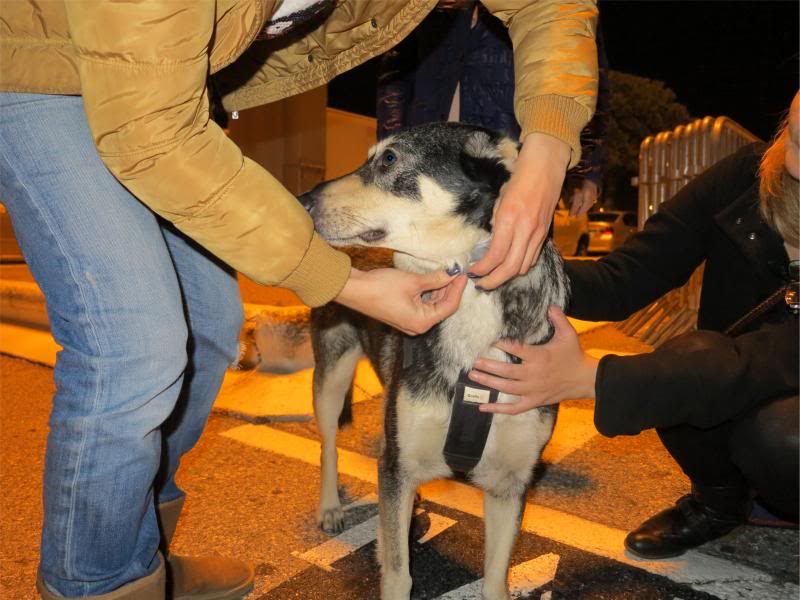 Rozica, chienne de 5 ans, très sociable, STERILISEE IMG_12722