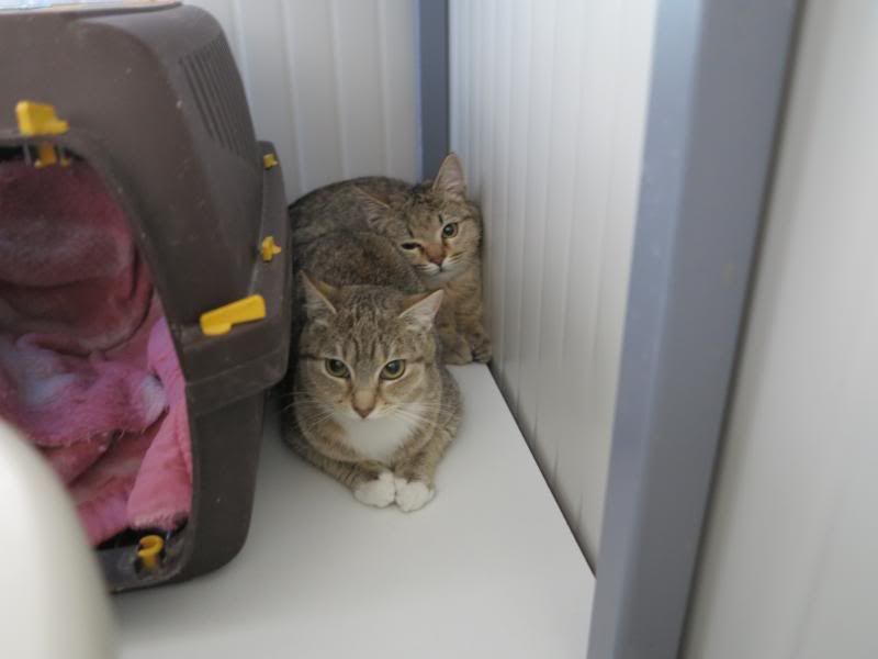 Sonya et Freddy, les deux chatons récupérés dans la poubelle ... IMG_1435