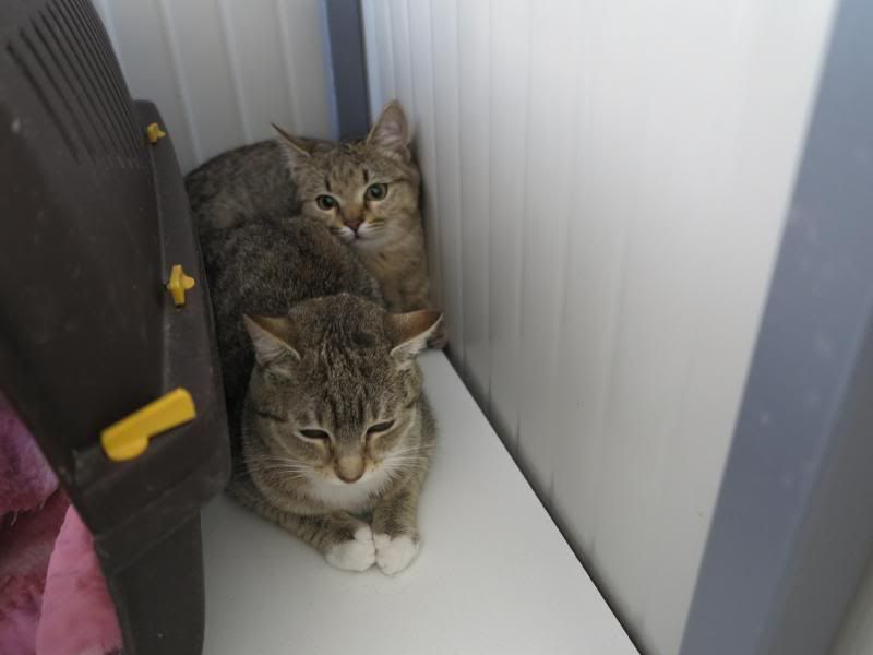 Sonya et Freddy, les deux chatons récupérés dans la poubelle ... IMG_1437