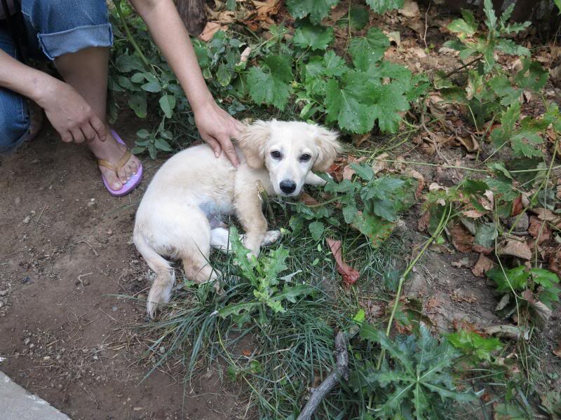 Tobby, petit chiot beige, petite taille, né en mars 2013 IMG_8868