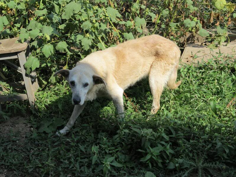 Cali, vielle chienne du quartier d'Irina, Monica et Avedis - décédée IMG_9428