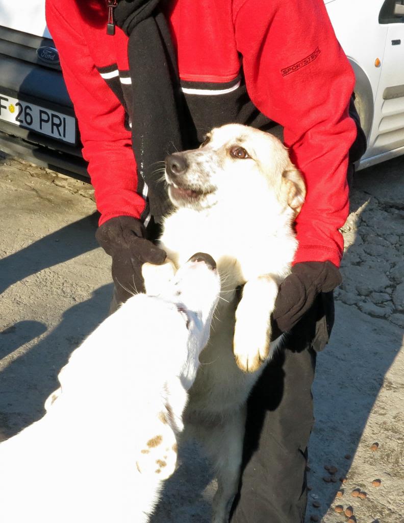 Melba, jeune chienne née en avril 2012, abandonnée à l'âge de 3 semaines. IMG_36852_zps8e38d860