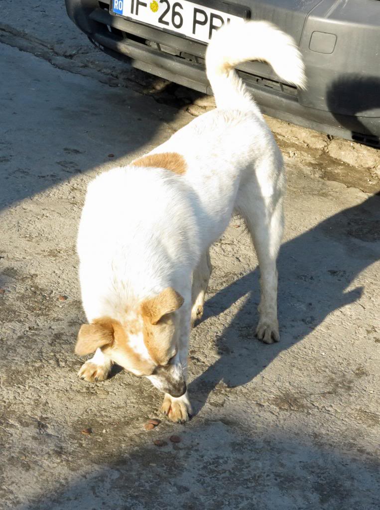 Melba, jeune chienne née en avril 2012, abandonnée à l'âge de 3 semaines. IMG_37042_zpsc17af9a3