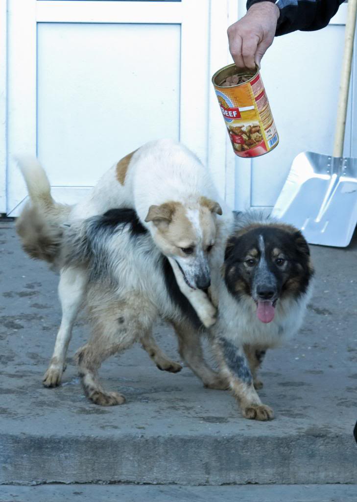 Melba, jeune chienne née en avril 2012, abandonnée à l'âge de 3 semaines. IMG_37192_zps31267749