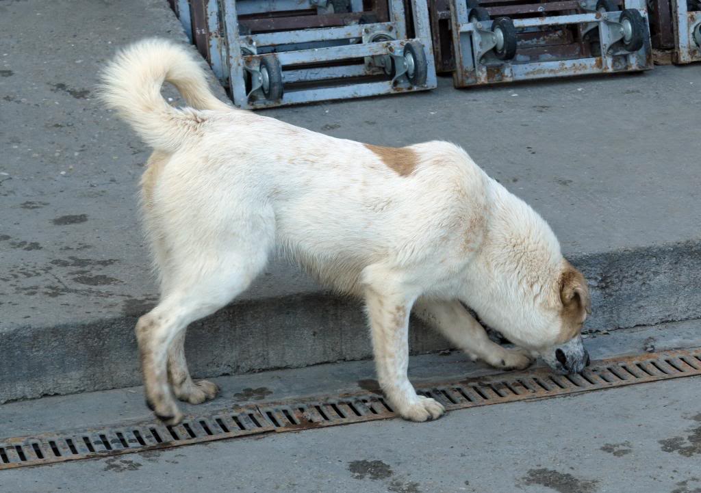 Melba, jeune chienne née en avril 2012, abandonnée à l'âge de 3 semaines. IMG_37482_zps80ff136c