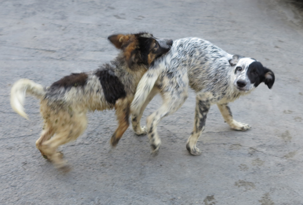 SWEETY -  femelle x  5/6 mois - Asso Charly le Blanc -  Irina (Roumanie) IMG_07872