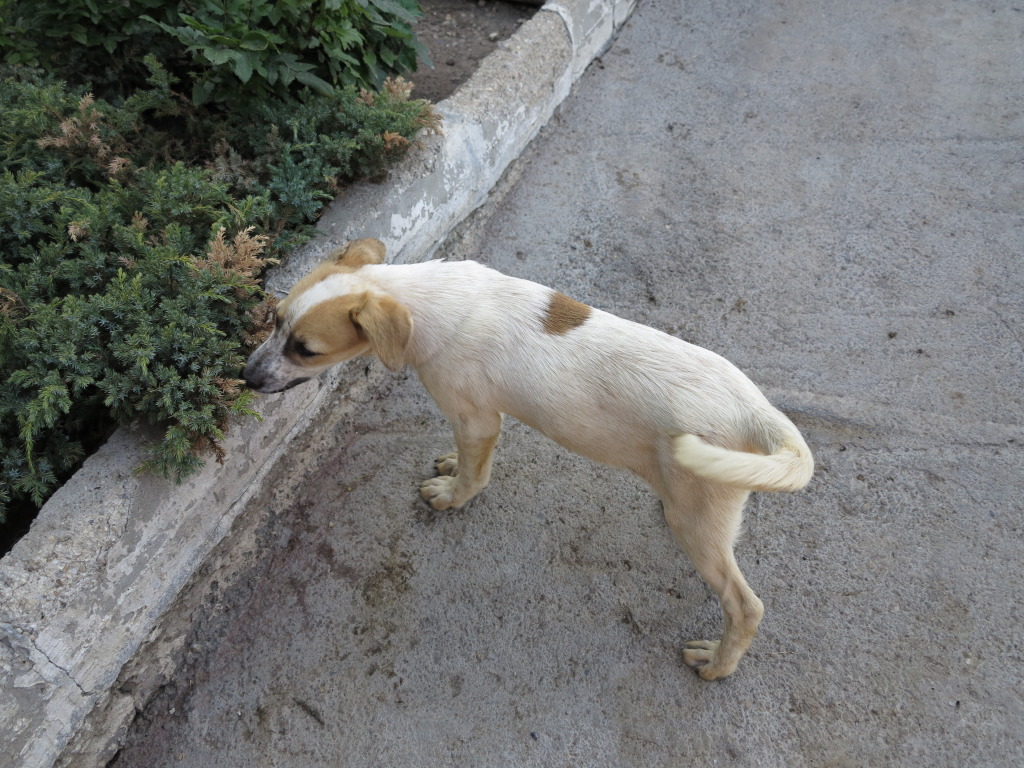 Melba, jeune chienne née en avril 2012, abandonnée à l'âge de 3 semaines. IMG_0799