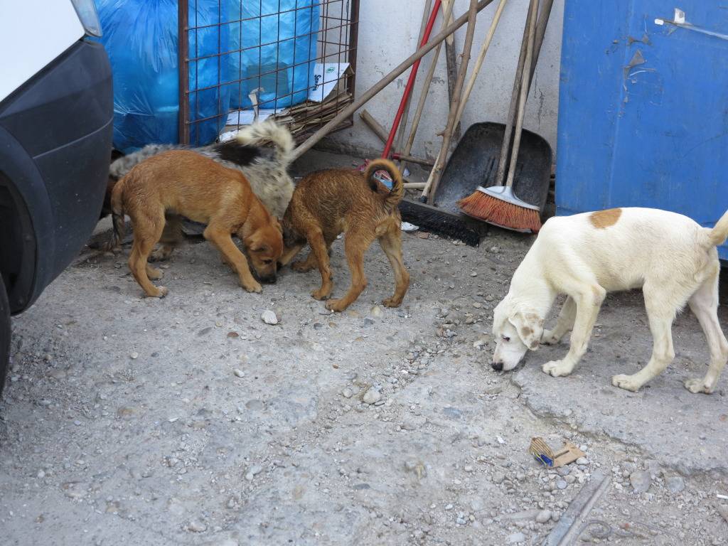 Maïa, petite chienne née en avril 2012, abandonnée à l'âge de 3 semaines IMG_0851