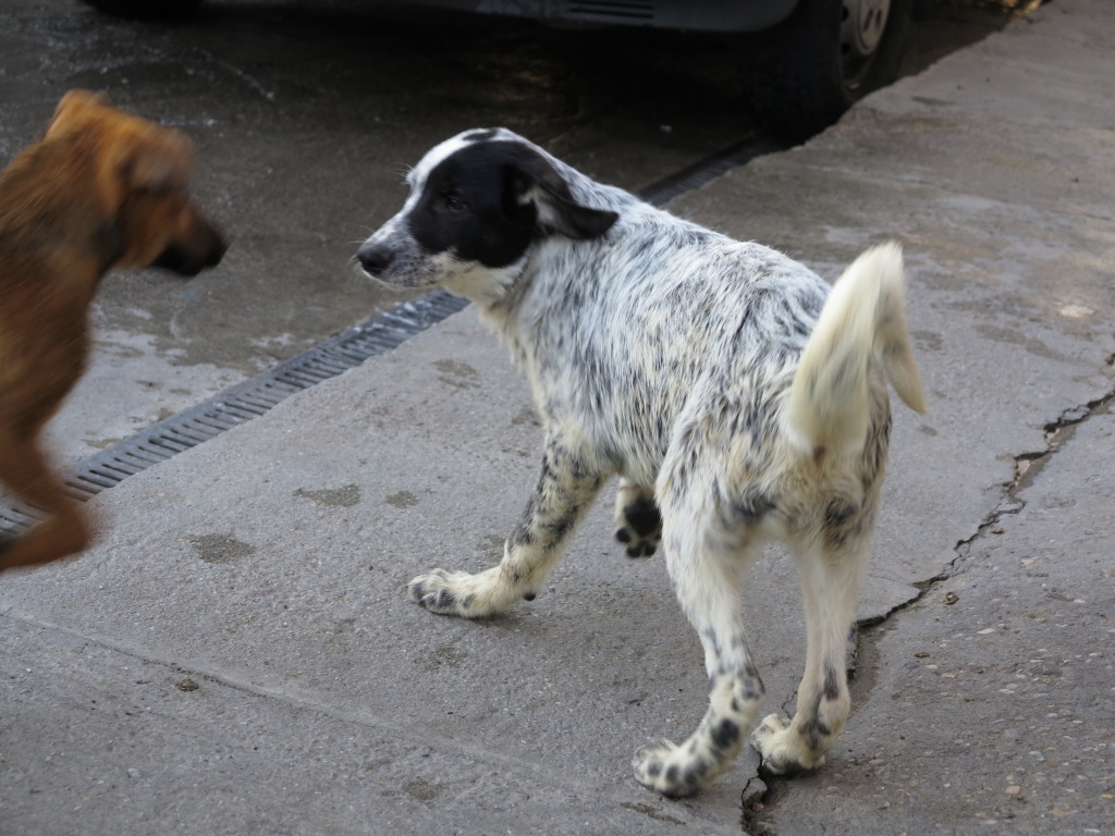 SWEETY -  femelle x  5/6 mois - Asso Charly le Blanc -  Irina (Roumanie) IMG_0863