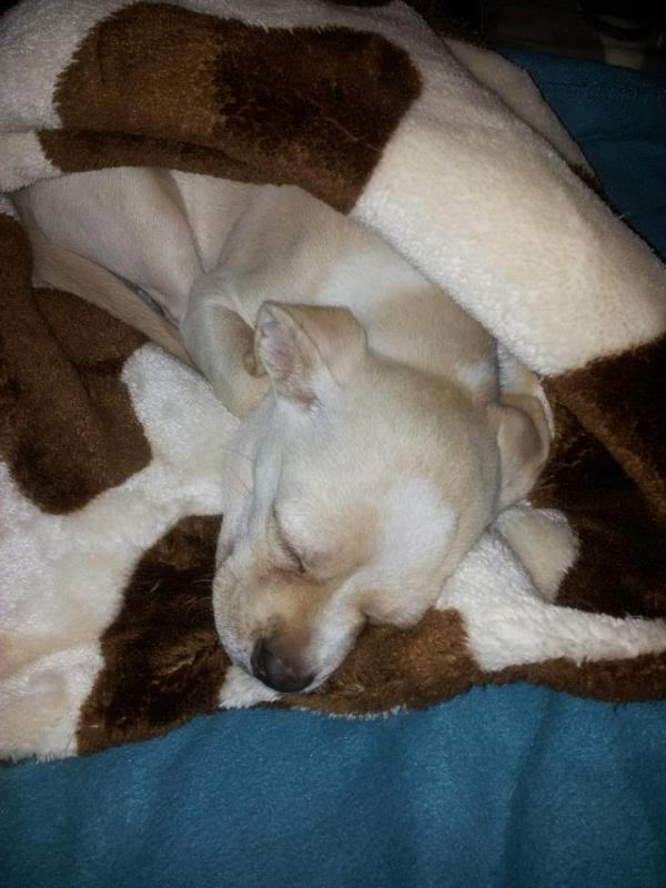 Dixie, mini chien, 2 mois - Adoptable en janvier 72599_10200498500455929_653367456_n