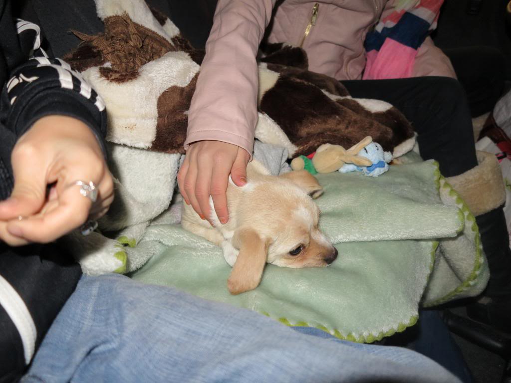 Dixie, mini chien, 2 mois - Adoptable en janvier IMG_4263
