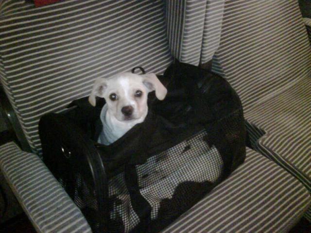 Dixie, mini chien, 2 mois - Adoptable en janvier Photo9