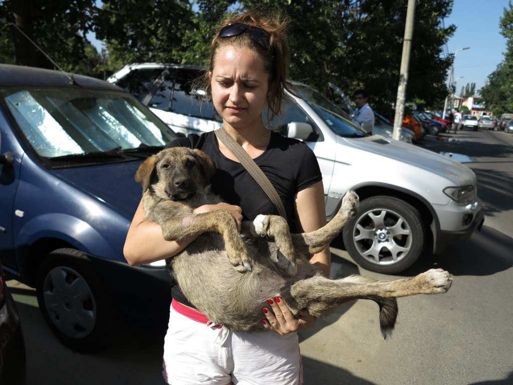 Juillet 2012, premier jour à Bucarest ; histoire de Lola... IMG_0924