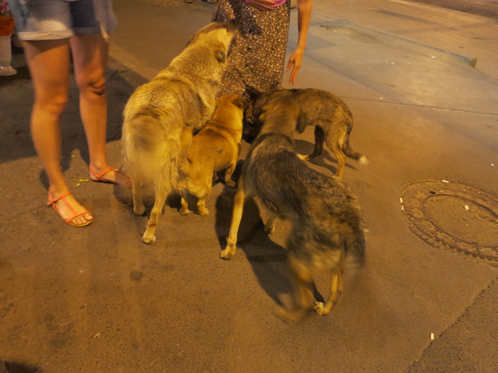 Juillet 2012, premier jour à Bucarest ; histoire de Lola... IMG_0439