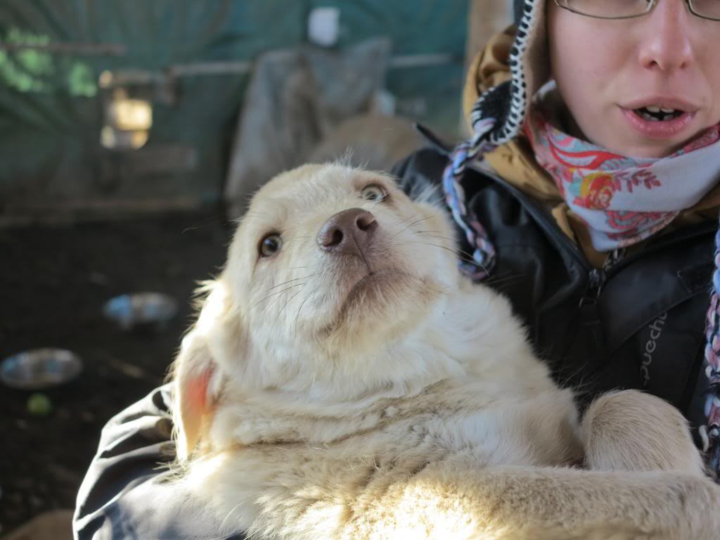 Trésor, petit mâle de 2 mois, ADOPTABLE EN JANVIER IMG_3540_zps65faaf52