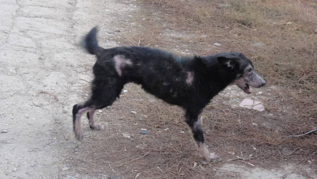 > Mika, un amour de petite chienne, née en mai 2011 - Adoptée DSC04294