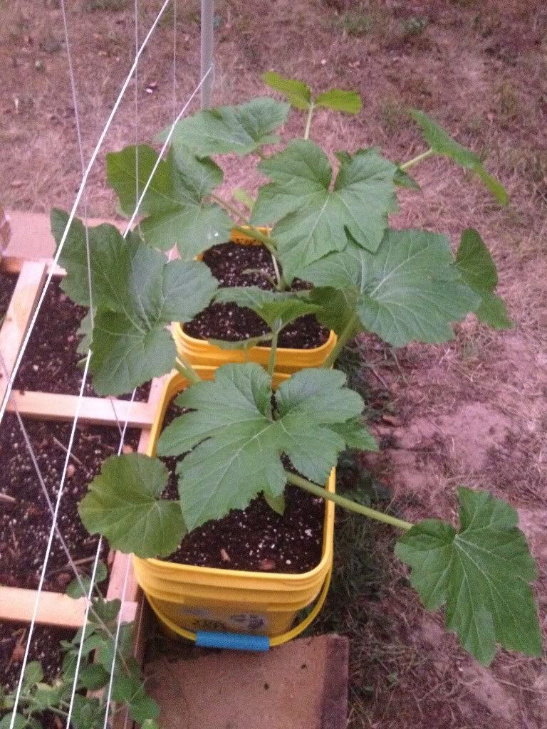 Vining yellow squash... Squash