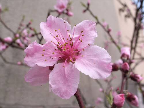 Nhắn tin tìm trẻ lạc  Delaware-state-flower-Peach-Blossom-photo