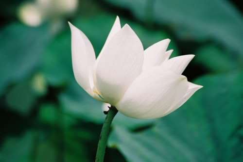 Hãy Sống Chậm Lại Để Cảm Nhận ..... - Page 4 Lotusflower_4924