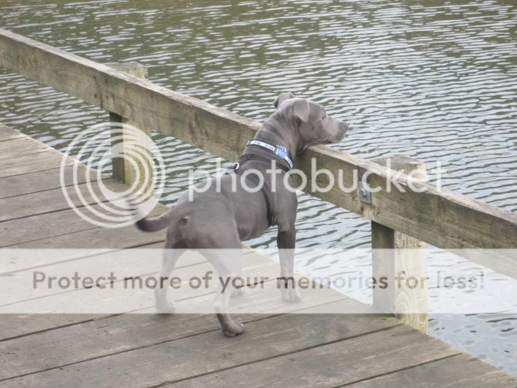 beau at 4 months  IMG_3752