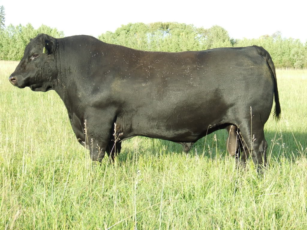 Old line Canadian Eston breeding 119TDynasty