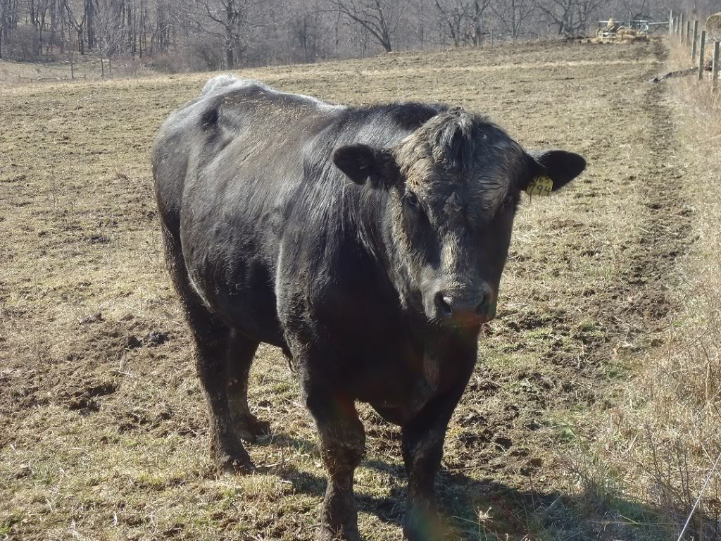 Keeney Angus 2013 Spring Sale April 6, 2013 DSC02587_zps696a4c04