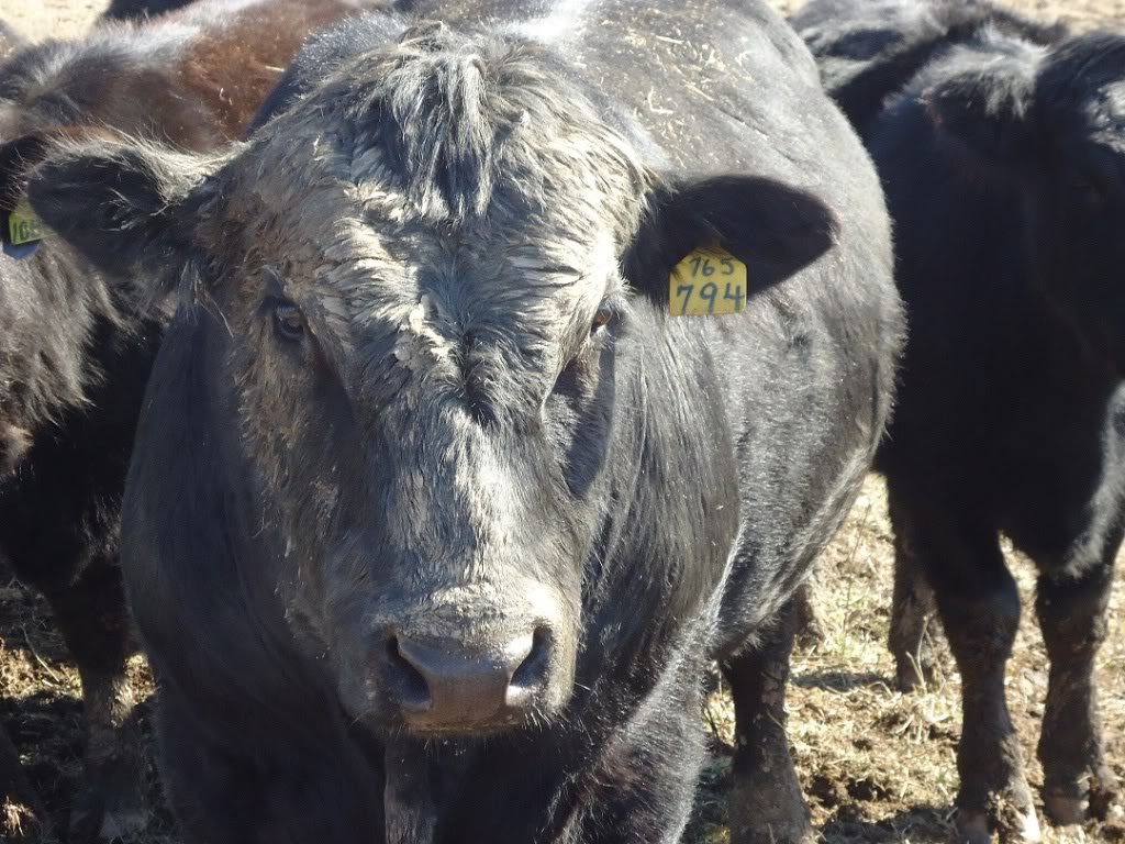 Keeney Angus 2013 Spring Sale April 6, 2013 DSC02606_zps360d2063