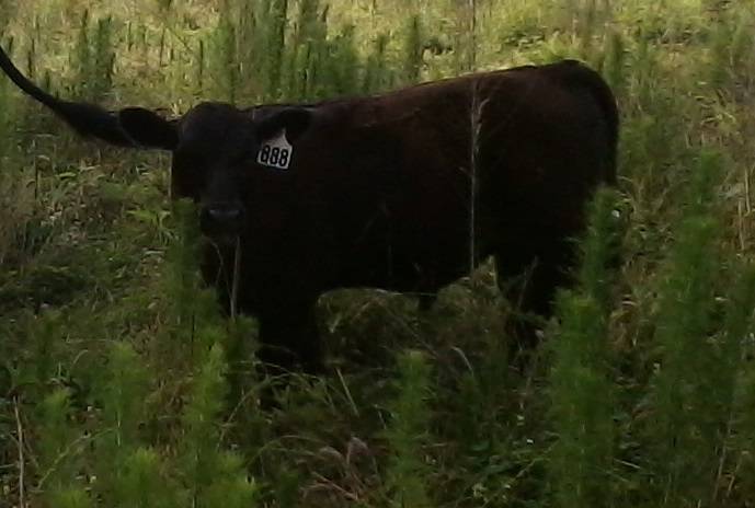 The Near Perfect Cow - Page 6 Felix%20calf%20in%20the%20weeds_zpsi3thvhhz
