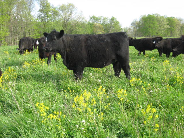 Day Angus Heifers by KA Bulls born Fall 2011 IMG_0128