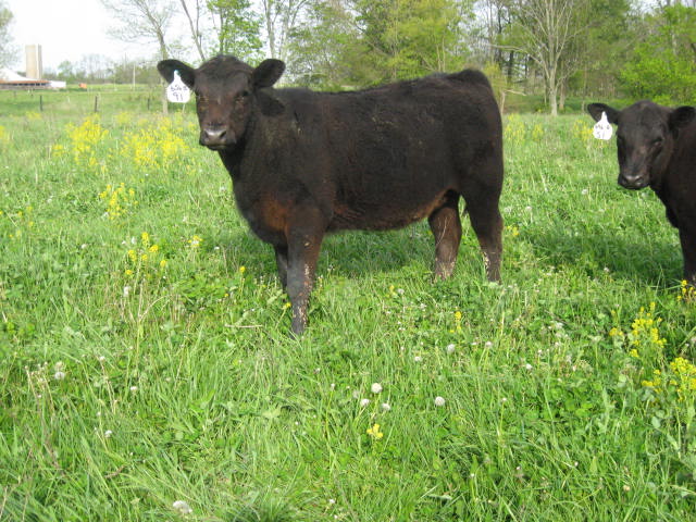 Day Angus Heifers by KA Bulls born Fall 2011 IMG_0129