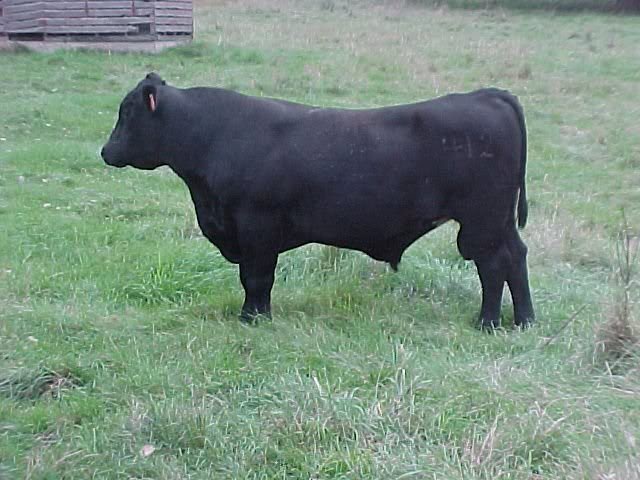 Feminine Bulls? MVC-015F1