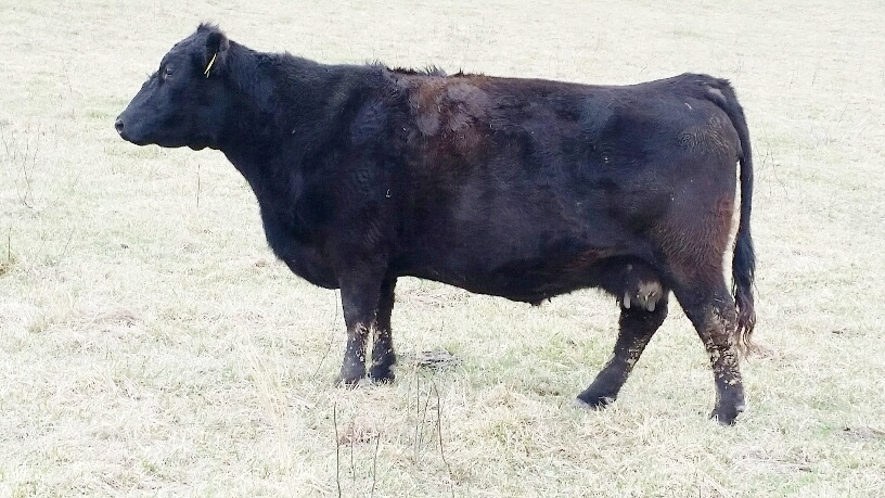 2016 Keeney Angus Bull Sale C1839406-891e-4f87-9e84-ab4222bab683_zpswj61qnux